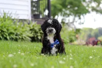 Kobe, a male Miniature Bernedoodle for sale in Dundee, OH – 4 of 6