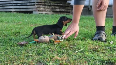 Ophelia, a female Miniature Dachshund for sale in Dundee, OH – 8 of 8