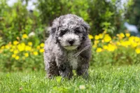 Chase, a male Miniature Bernedoodle for sale in Dundee, OH – 3 of 6