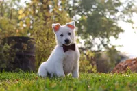 Teddy, a male German Shepherd Dog for sale in Dundee, OH – 4 of 10