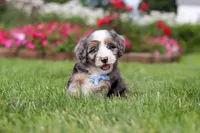 Ollie, a male Miniature Bernedoodle for sale in Dundee, OH – 1 of 8