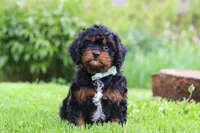 Baxter, a male Cavapoo for sale in Dundee, OH – 4 of 6