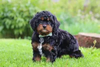 Baxter, a male Cavapoo for sale in Dundee, OH – 6 of 6