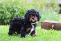 Baxter, a male Cavapoo for sale in Dundee, OH – 5 of 6