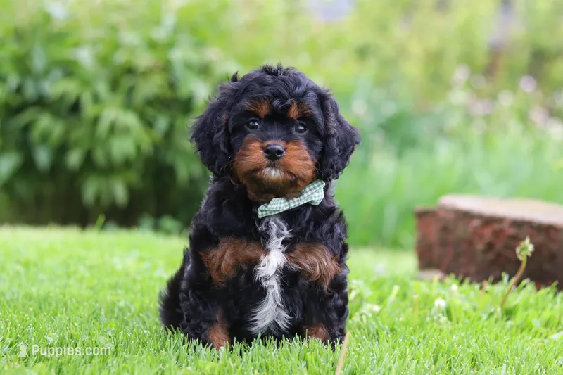 Baxter – Cavapoo puppy on hold in Dundee, OH