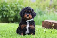 Baxter, a male Cavapoo for sale in Dundee, OH – 1 of 6