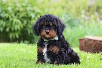 Baxter, a male Cavapoo for sale in Dundee, OH – 3 of 6