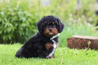 Baxter, a male Cavapoo for sale in Dundee, OH – 2 of 6