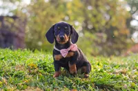 Ophelia, a female Miniature Dachshund for sale in Dundee, OH – 4 of 8