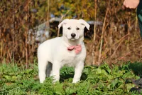 Alice, a female German Shepherd Dog for sale in Dundee, OH – 3 of 10