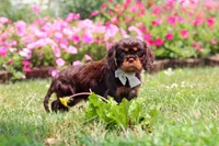 Enzo, a male Cavalier King Charles Spaniel for sale in Dundee, OH – 6 of 7