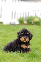 Lilly, a female Miniature Bernedoodle for sale in Dundee, OH – Photo 6 of 6
