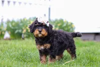 Lilly, a female Miniature Bernedoodle for sale in Dundee, OH – Photo 4 of 6