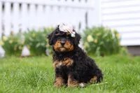 Lilly, a female Miniature Bernedoodle for sale in Dundee, OH – Photo 2 of 6
