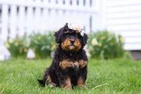 Lilly, a female Miniature Bernedoodle for sale in Dundee, OH – Photo 3 of 6