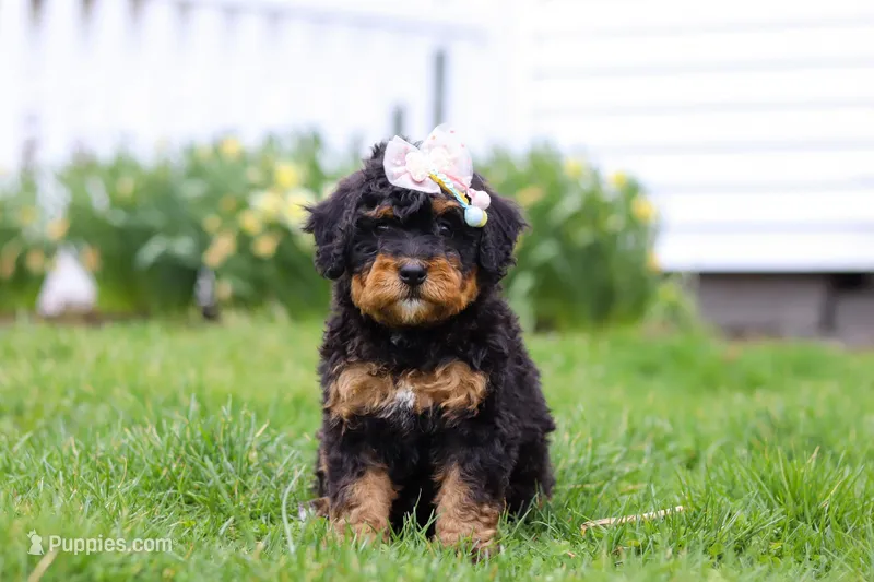 Lilly – Miniature Bernedoodle puppy for sale in Dundee, OH