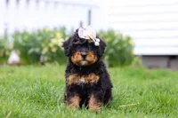 Lilly, a female Miniature Bernedoodle for sale in Dundee, OH – Photo 1 of 6