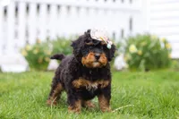 Lilly, a female Miniature Bernedoodle for sale in Dundee, OH – Photo 5 of 6