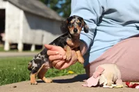 Barney, a male Miniature Dachshund for sale in Dundee, OH – 5 of 10