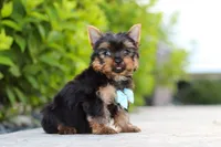 Mitchell, a male Yorkshire Terrier for sale in Dundee, OH – 2 of 10