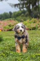 Ollie, a male Miniature Bernedoodle for sale in Dundee, OH – 6 of 10