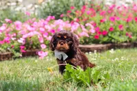 Enzo, a male Cavalier King Charles Spaniel for sale in Dundee, OH – 3 of 7