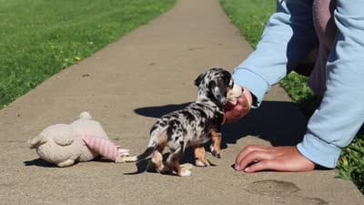 Anson, a male Miniature Dachshund for sale in Dundee, OH – 8 of 8
