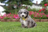 Chase, a male Miniature Bernedoodle for sale in Dundee, OH – 4 of 6
