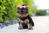 Lola, a female Yorkshire Terrier for sale in Dundee, OH – 4 of 10