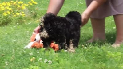 Benji, a male Miniature Bernedoodle for sale in Dundee, OH – 6 of 6