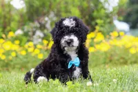 Kobe, a male Miniature Bernedoodle for sale in Dundee, OH – 3 of 6