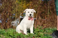 Alice, a female German Shepherd Dog for sale in Dundee, OH – 9 of 10