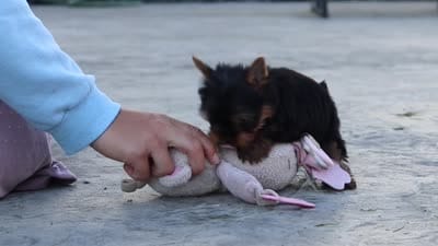 Mitchell, a male Yorkshire Terrier for sale in Dundee, OH – 10 of 10