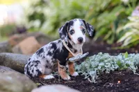Anson, a male Miniature Dachshund for sale in Dundee, OH – 3 of 8