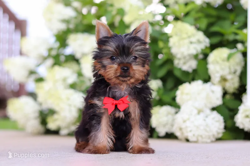 Mitchell – Yorkshire Terrier puppy for sale in Dundee, OH