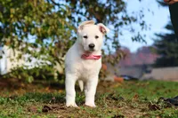 Ezra, a male German Shepherd Dog for sale in Dundee, OH – 8 of 10