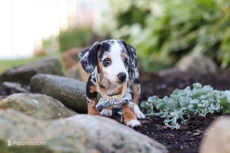 Anson – Miniature Dachshund puppy for sale in Dundee, OH