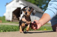 Barney, a male Miniature Dachshund for sale in Dundee, OH – 3 of 10