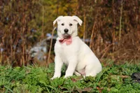 Alice, a female German Shepherd Dog for sale in Dundee, OH – 5 of 10