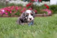 Ollie, a male Miniature Bernedoodle for sale in Dundee, OH – 5 of 8