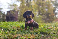 Ophelia, a female Miniature Dachshund for sale in Dundee, OH – 7 of 8