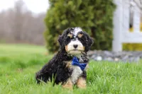 Vance, a male Miniature Bernedoodle for sale in Dundee, OH – Photo 6 of 7