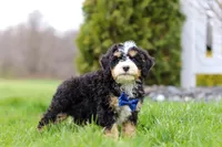 Vance, a male Miniature Bernedoodle for sale in Dundee, OH – Photo 2 of 7