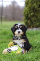 Vance, a male Miniature Bernedoodle for sale in Dundee, OH – Photo 7 of 7