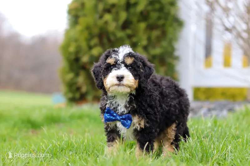 Vance – Miniature Bernedoodle puppy for sale in Dundee, OH