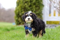Vance, a male Miniature Bernedoodle for sale in Dundee, OH – Photo 1 of 7