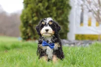 Vance, a male Miniature Bernedoodle for sale in Dundee, OH – Photo 5 of 7