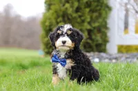 Vance, a male Miniature Bernedoodle for sale in Dundee, OH – Photo 4 of 7