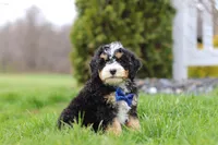 Vance, a male Miniature Bernedoodle for sale in Dundee, OH – Photo 3 of 7