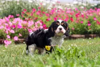 Xander, a male Cavalier King Charles Spaniel for sale in Dundee, OH – 5 of 6
